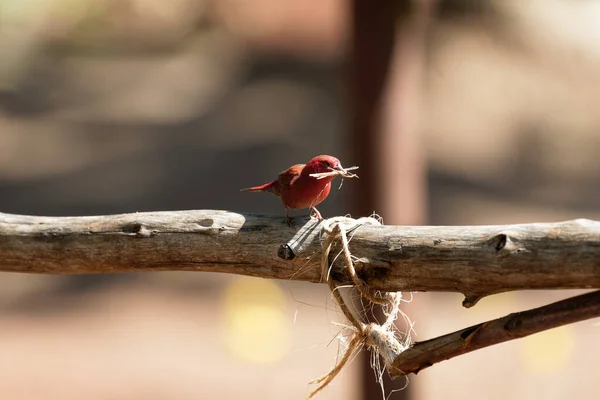 Fiery Red Senegalese Amaranth Sits Wooden Fence Nesting Material Its — Zdjęcie stockowe