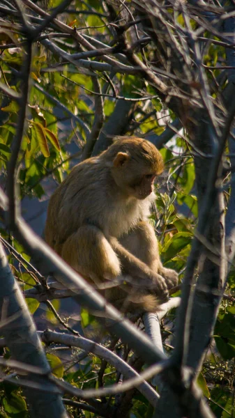 Retrato Del Macaco Berbería Macaca Sylvanus Sentado Árbol — Foto de Stock