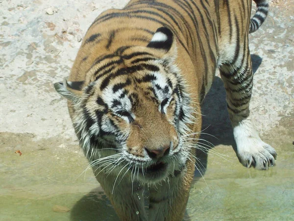 Tiro Close Tigre Uma Poça Água Zoológico — Fotografia de Stock