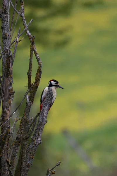 Enfoque Selectivo Del Gran Pájaro Carpintero Moteado Posado Rama Del — Foto de Stock