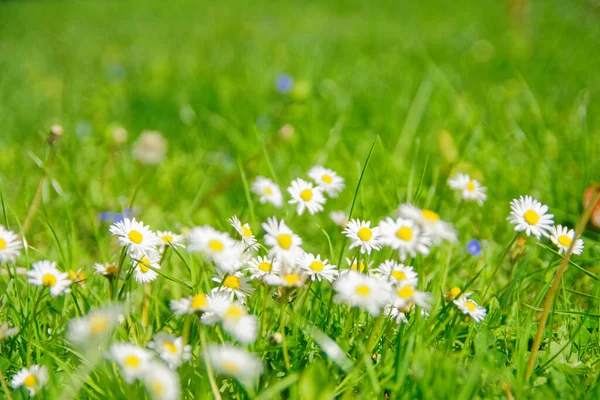 Blooming Bellis Flowers Grassy Meadow — Zdjęcie stockowe