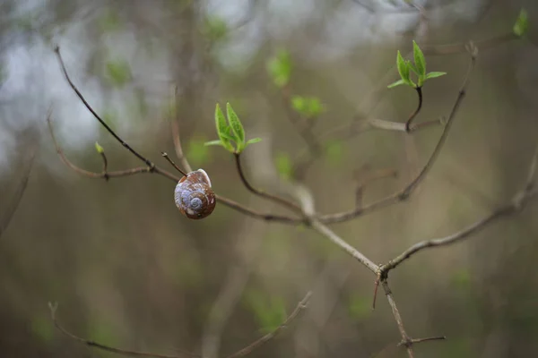 カタツムリの木の枝の選択的フォーカスショット — ストック写真