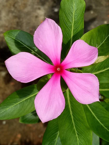 Close Flor Rosa Lindamente Florescida Garde — Fotografia de Stock