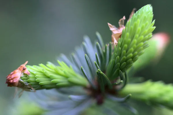 Closeup Shot Small Young Pine Leaves — 스톡 사진