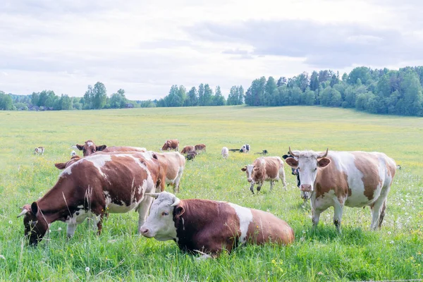 Herd Cows Grazing Green Meadow — Stock Photo, Image