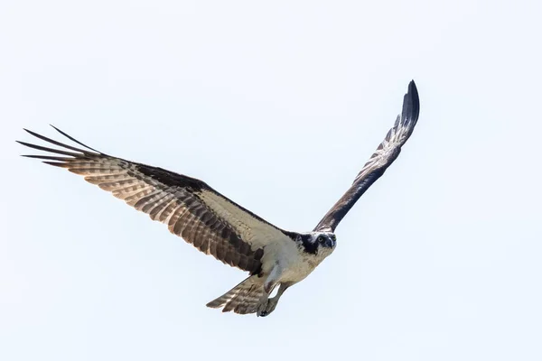 Osprey Flying Blue Sky — Stock Photo, Image