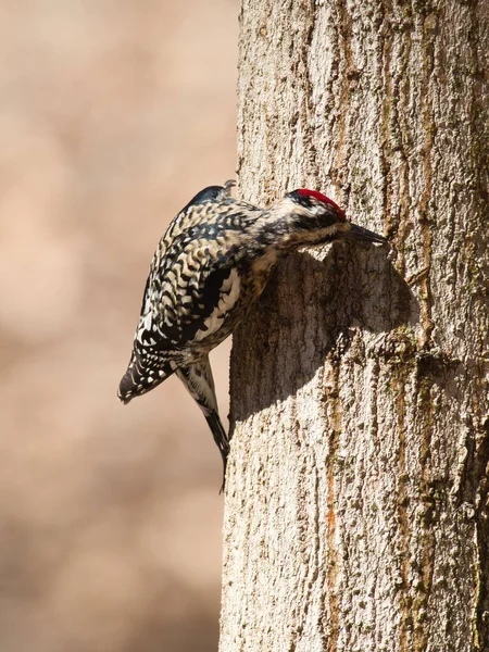 Vertical Closeup Shot Dendrocopos Woodpecker Perched Tree — Φωτογραφία Αρχείου