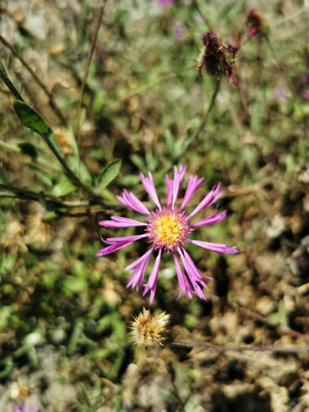 Closeup Shot Wildflowers Playa Maro Andalusia Spain — Stock Fotó