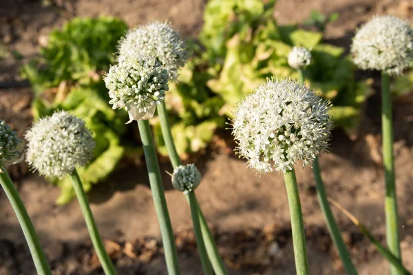 Closeup Shot Onions Flowers Sunlight — Stock fotografie