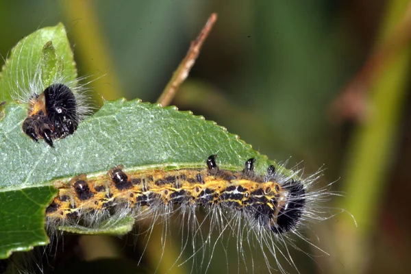 Selective Focus Shot Hairy Caterpillar Green Leaf — Stok fotoğraf