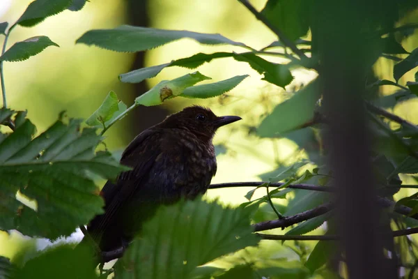 Juvenile Eurasian Blackbird Turdus Merula Hiding Leaves Tree — Stock fotografie