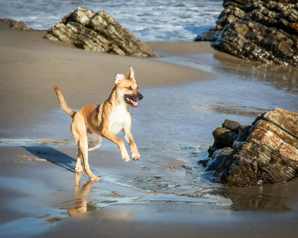 Ein Schwarzer Mundschleier Rasse Strand — Stockfoto