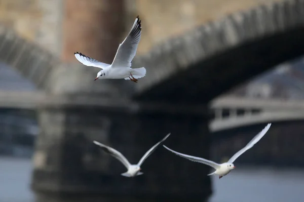 Beautiful Flying White Seagulls Sea — Foto Stock