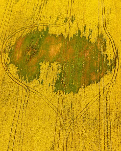 Aerial View Yellow Agricultural Field Green Parts Trees — ストック写真