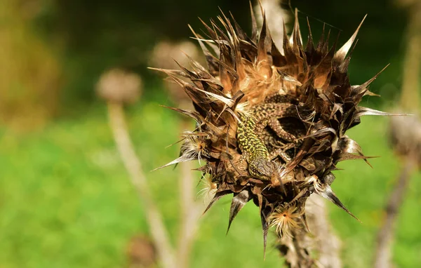 Eine Sizilianische Mauereidechse Podarcis Waglerianus Versteckt Einer Trockenen Dornenblume — Stockfoto