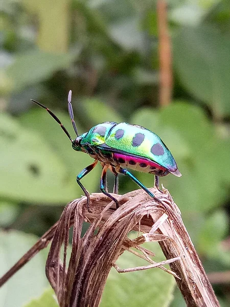 Селективный Фокус Красивого Пятнистого Цветного Хризокориса Fellii Bug Дереве — стоковое фото