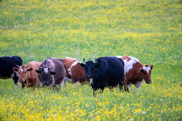 Uma Manada Vacas Pastando Prado Verde — Fotografia de Stock