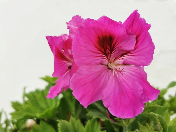 Крупним Планом Квітучі Фіолетові Квіти Пеларгоній — стокове фото