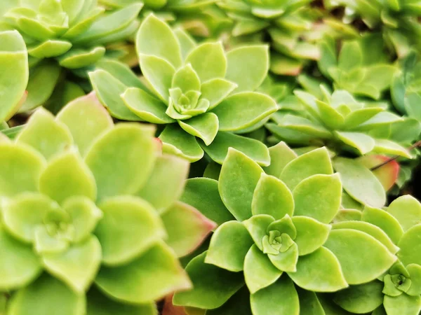 Closeup Sedum Palmeri Plants Growing Garden — 스톡 사진