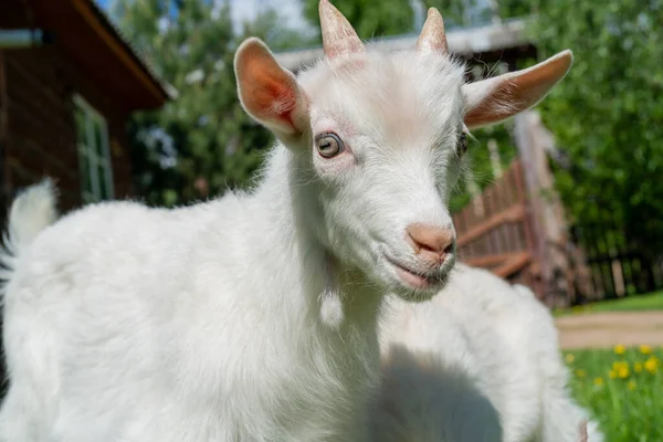 Closeup Shot Horned White Goat Farm — Φωτογραφία Αρχείου