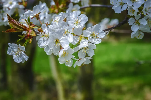 満開の桜の花のクローズアップショット — ストック写真