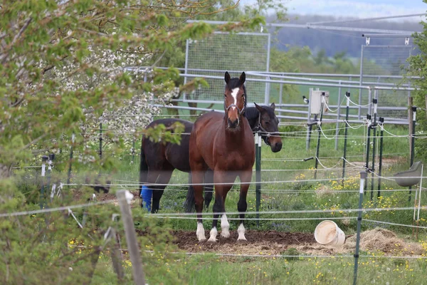 Two Beautiful Brown Domestic Horses Paddock — Fotografia de Stock