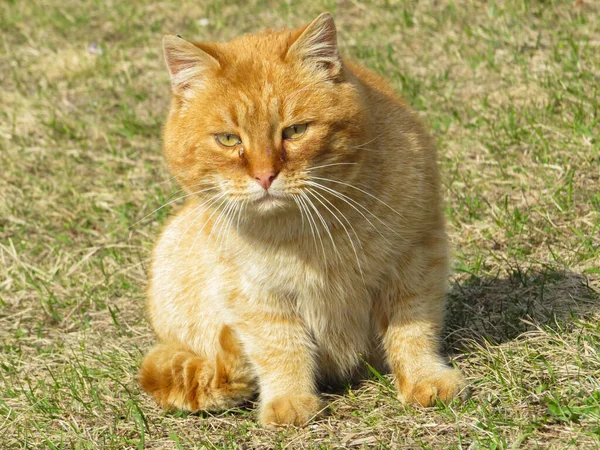 잔디밭에서 고양이의 — 스톡 사진