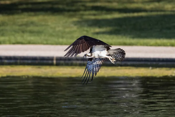 Osprey Bird Flying River — Φωτογραφία Αρχείου