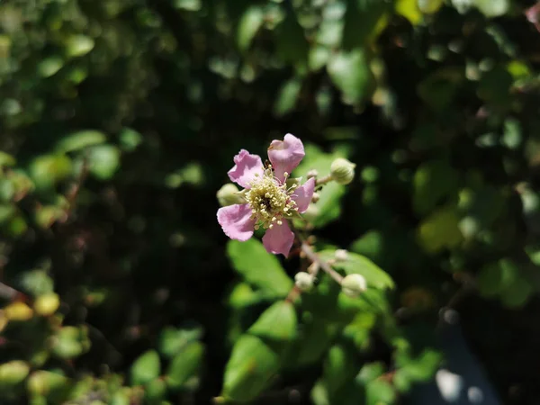 Primo Piano Fiori Campo Playa Maro Andalusia Spagna — Foto Stock