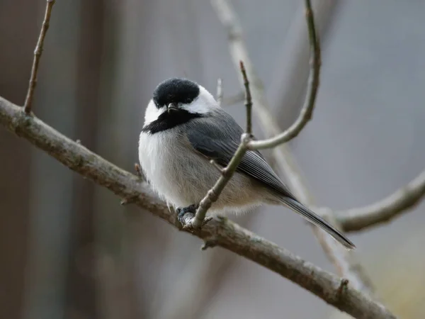 Closeup Shot Black White Great Tit Bird Perched Branch — Zdjęcie stockowe