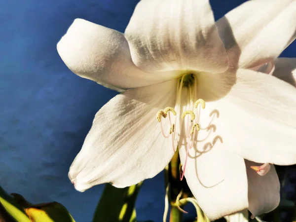 White Flower Lilium Candidum Growing Garden — 图库照片