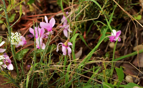 Wild Flowers Vegetation Sicily Italy — Fotografia de Stock