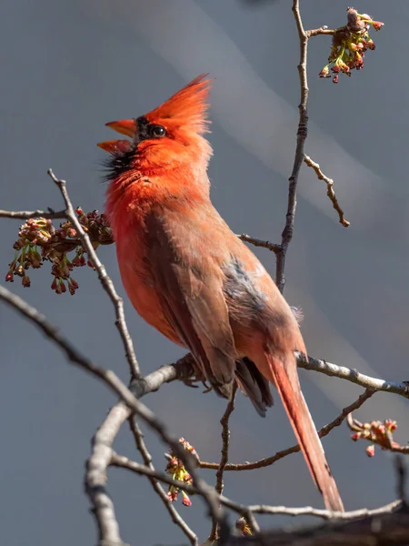 Vertical Closeup Shot Red Northern Cardinal Perched Tree — Stockfoto