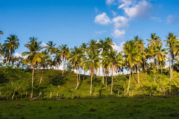 Beautiful Shot Palm Trees Growing Hill — Foto Stock
