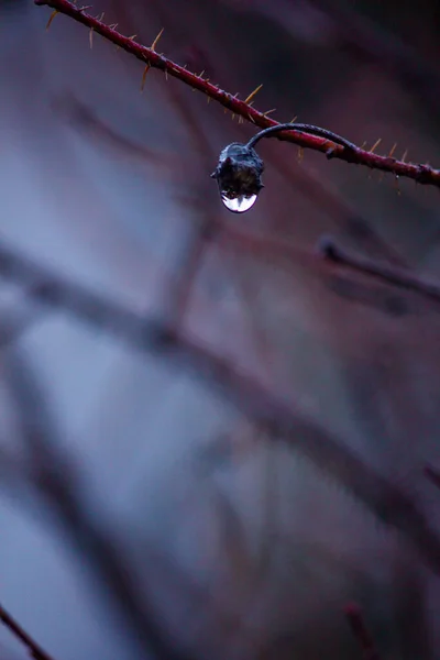 Selective Focus Shot Tree Branch Water Droplet — Zdjęcie stockowe