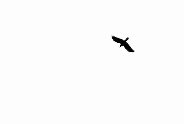Die Silhouette Einer Fliegenden Krähe — Stockfoto