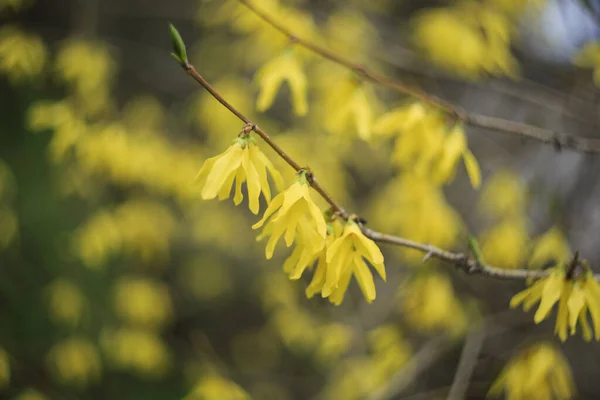 Selective Focus Shot Forsythia Branch Yellow Flowers — Φωτογραφία Αρχείου