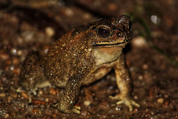 Closeup Shot Cute Brown Frog — Fotografia de Stock
