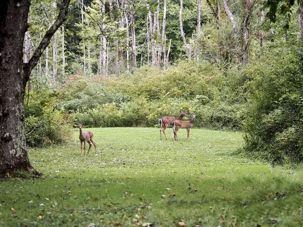 Selective Focus Shot Deer Oil Creek State Park Pennsylvania — Stock Fotó