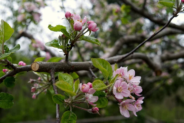 Gros Plan Fleurs Cerisier Sur Les Branches Des Arbres — Photo