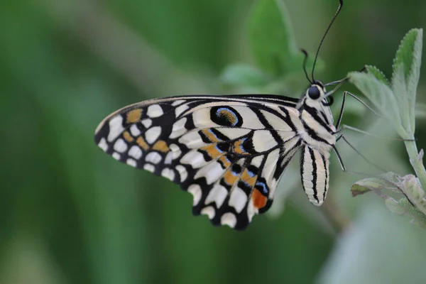 Крупным Планом Красивая Черно Белая Бабочка Листе — стоковое фото