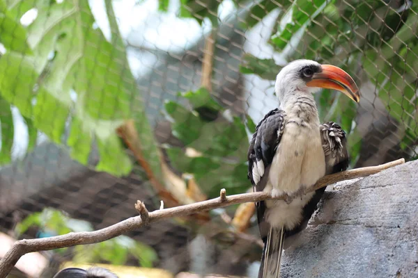 Northern Red Billed Hornbill Tockus Erythrorhynchus Kansas City Zoo Usa — Foto Stock