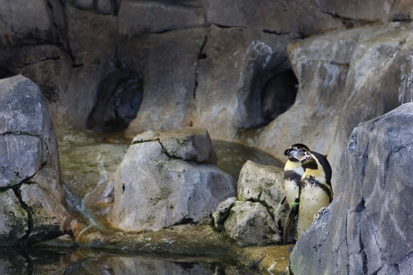 Африканские Пингвины Feniscus Demersus Пещере Kansas City Zoo Usa — стоковое фото