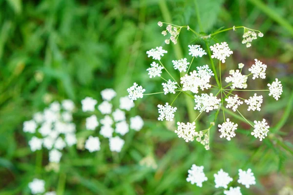 Closeup Shot Pignut Flowers Meadow — 스톡 사진