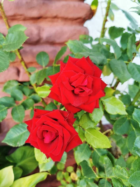 Крупный План Красивых Красных Бенгальских Роз Растущих Саду — стоковое фото