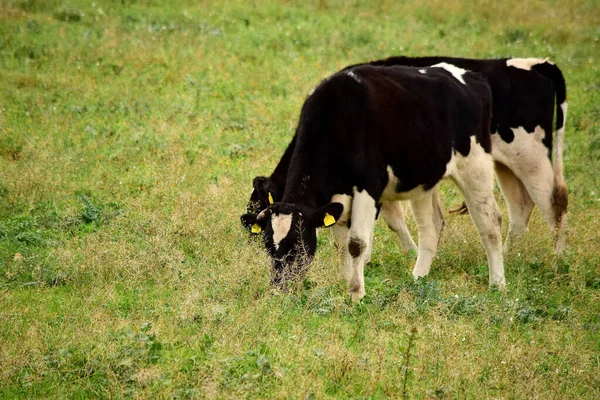 Big Cow Grazing Grass Field — Stockfoto