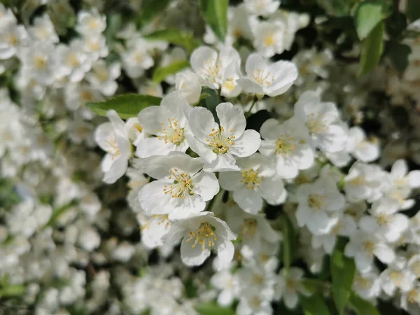 Selective Focus Shot Blooming White Apple Flowers Tree — 스톡 사진