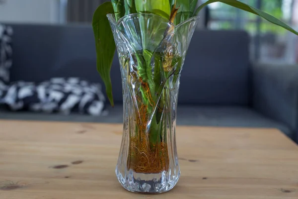 Closeup Shot Lucky Bamboo Plants Roots Glass Vase — Fotografia de Stock