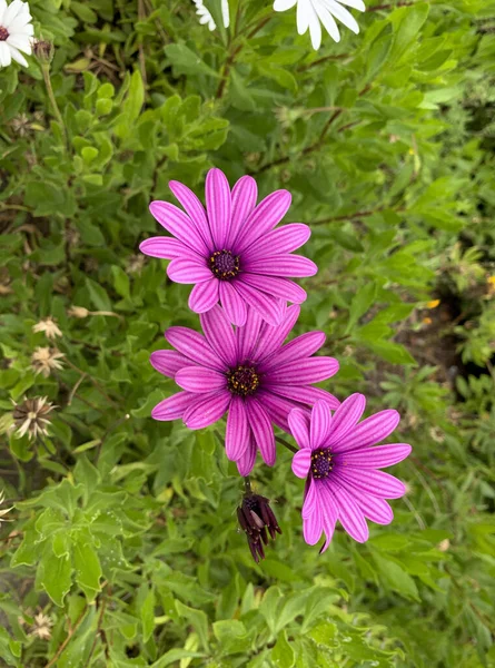 Vertical Shot Purple Osteospermum Garden — Φωτογραφία Αρχείου