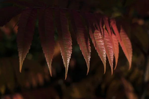 Closeup Shot Red Long Leaves Tree — Zdjęcie stockowe